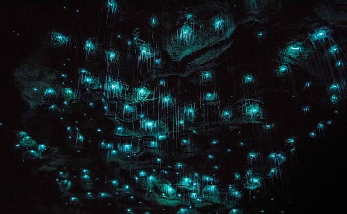 Waitomo Caves Tour from Auckland | Glow Worm Cave | Haka Tours